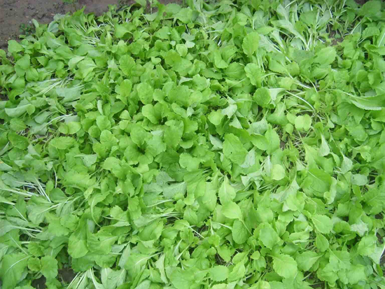 蔬菜